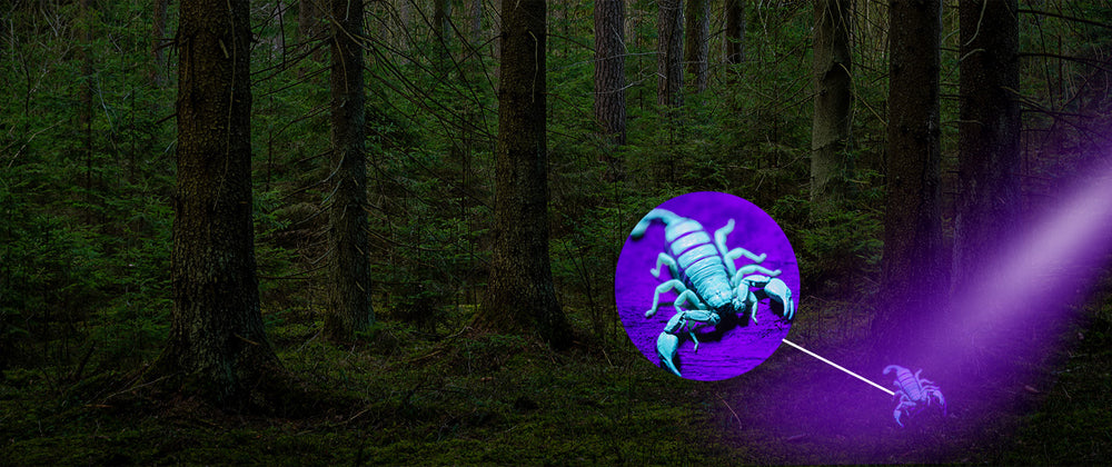 2-in-1 UV Flashlight | Rechargeable Zoomable LED Blacklight Torch for Pet Urine & Stain Detection